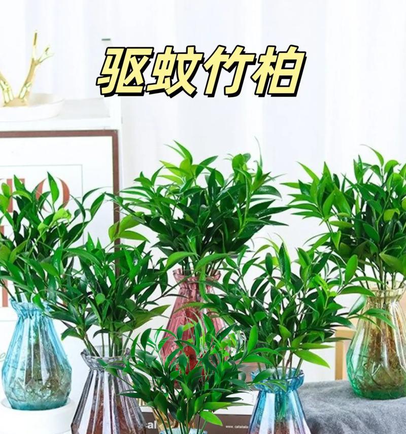 水培花卉室内水养大件有哪些？如何选择？