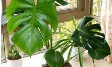 什么盆栽适合在屋子里种植？如何选择适合室内环境的植物？