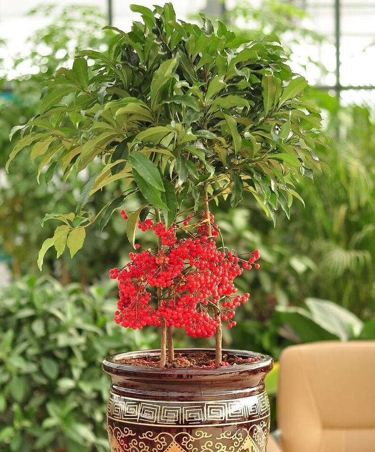 什么盆栽适合在屋子里种植？如何选择适合室内环境的植物？