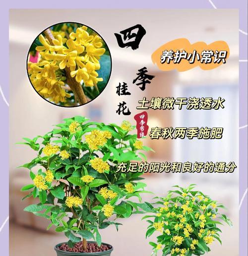 暖房时选择哪种盆栽最为合适？