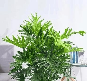 什么盆栽适合在屋子里种植？如何选择适合室内环境的植物？