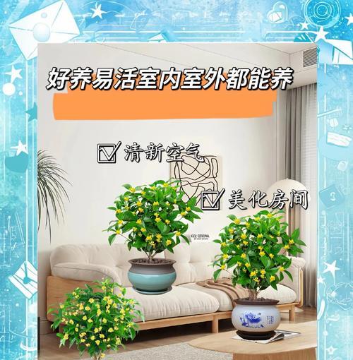 暖房时选择哪种盆栽最为合适？