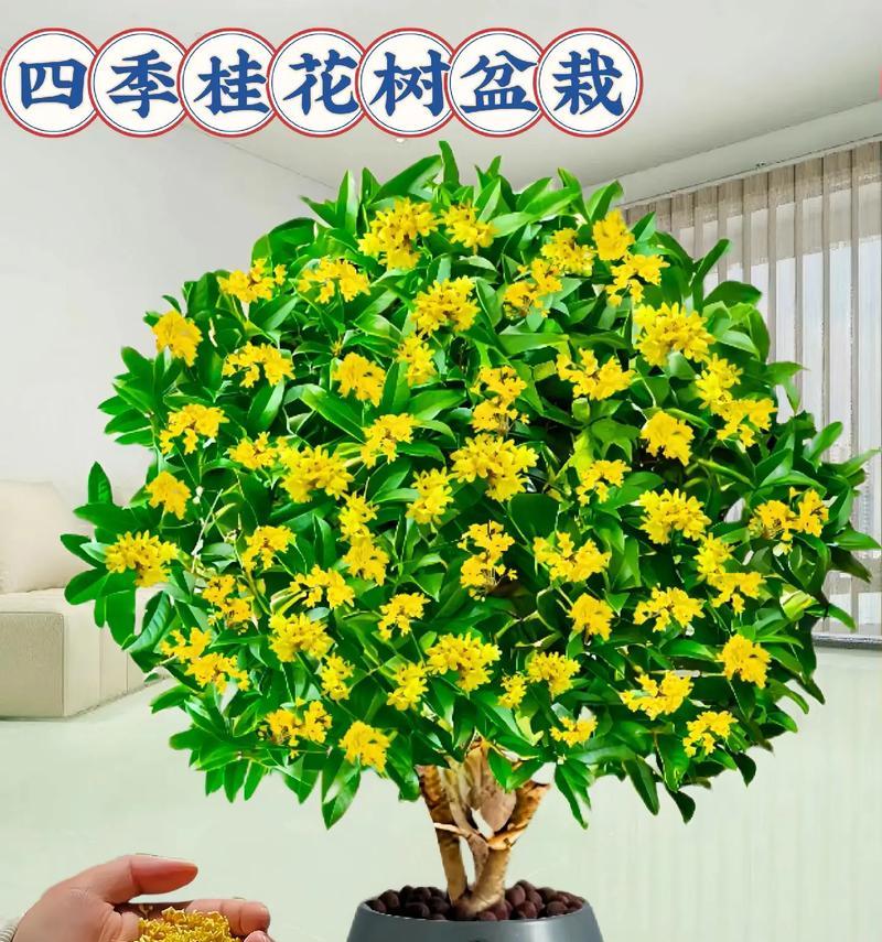 暖房时选择哪种盆栽最为合适？