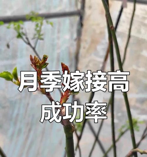 嫁接月季小盆栽怎么养？嫁接月季的养护技巧是什么？