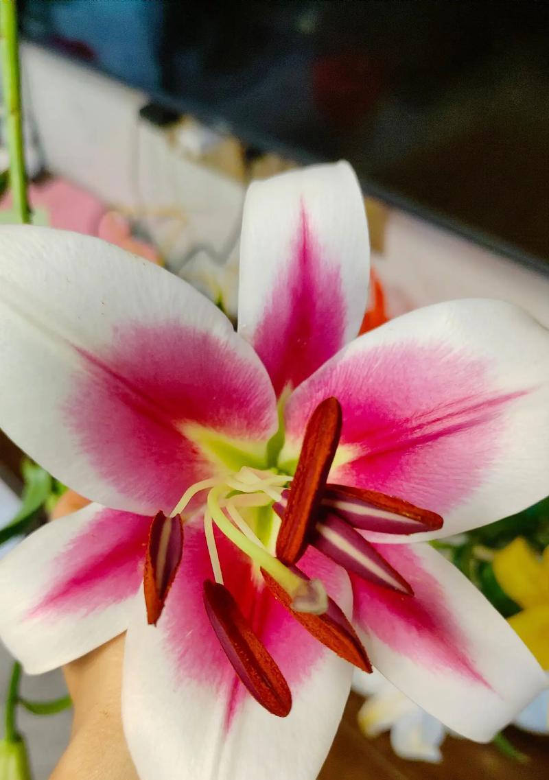 19朵百合花代表什么意义？送花时需要注意什么？