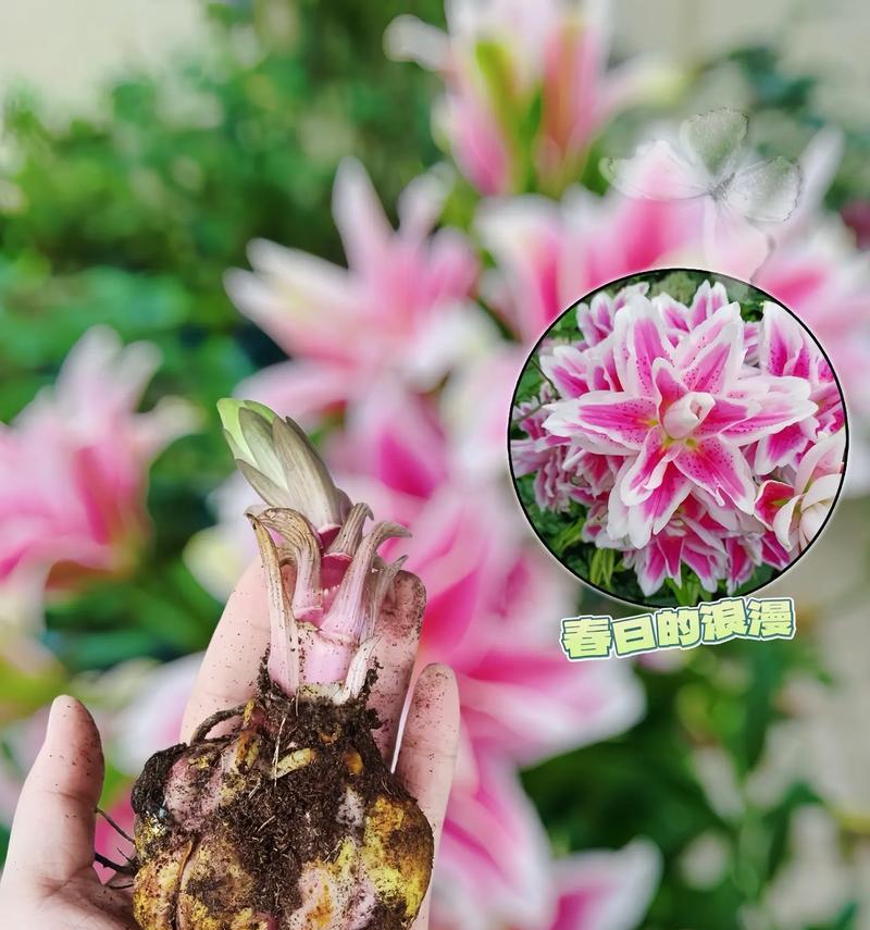 19朵百合花代表什么意义？送花时需要注意什么？