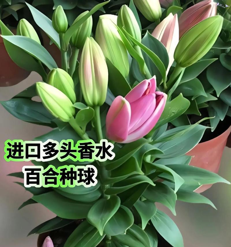 过年送百合花有何寓意？适合送给哪些人？