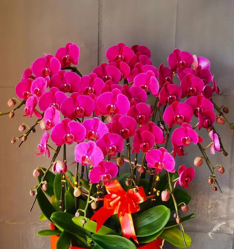 过年送百合花有何寓意？适合送给哪些人？