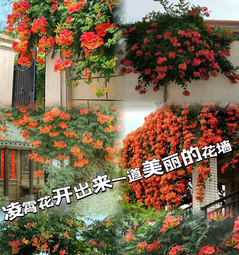 爬藤植物怎么种？有哪些技巧和注意事项？