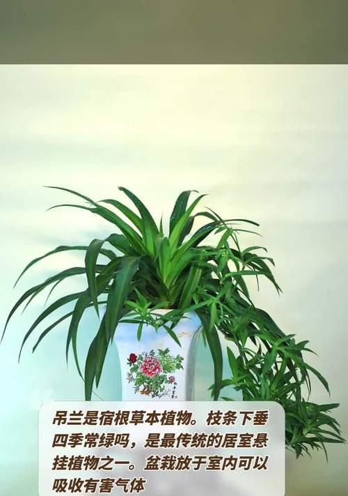 宿根植物的定义及其特点是什么？