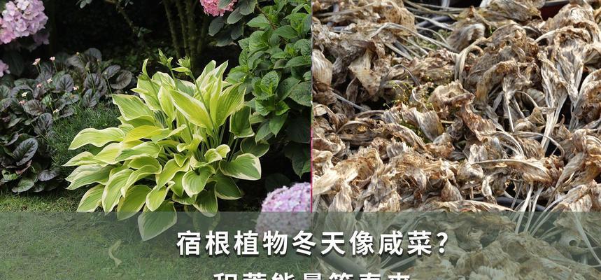宿根植物的定义及其特点是什么？