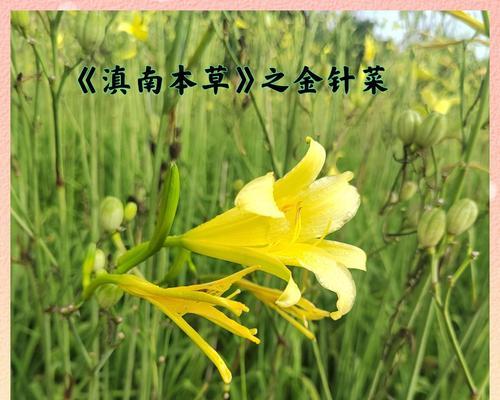 宿根植物的定义及其特点是什么？