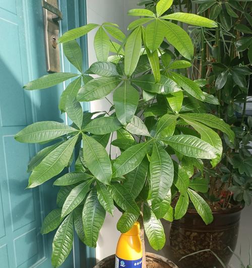 哪些树本花卉植物容易养活？如何选择适合新手的树本花卉？