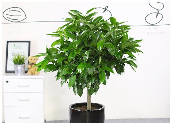 哪些树本花卉植物容易养活？如何选择适合新手的树本花卉？