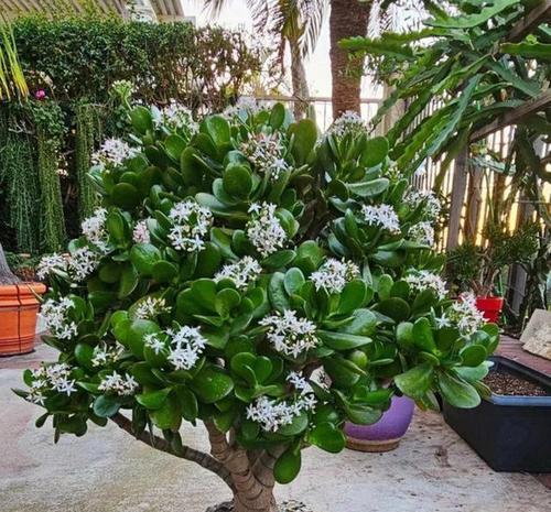 哪些树本花卉植物容易养活？如何选择适合新手的树本花卉？