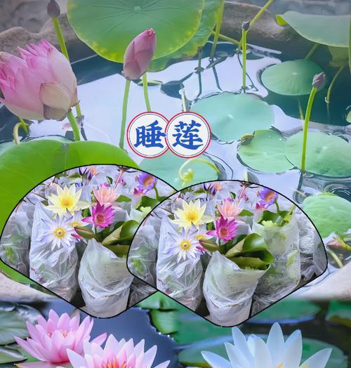 多肉植物水莲的养护方法是什么？
