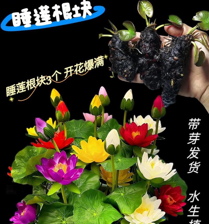 多肉植物水莲的养护方法是什么？