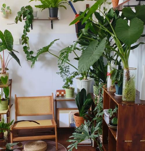 室内首饰品植物有哪些？如何选择适合室内摆放的植物？