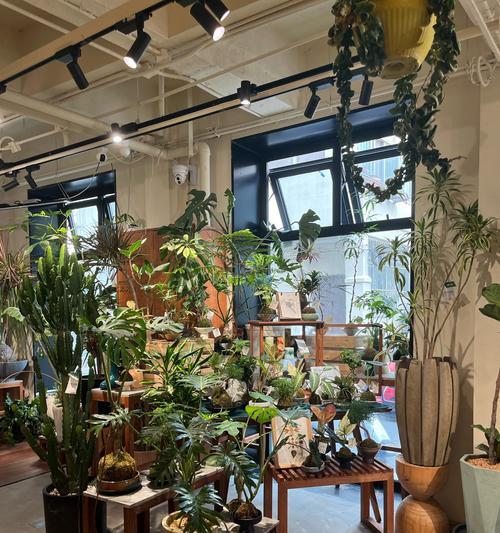 室内首饰品植物有哪些？如何选择适合室内摆放的植物？