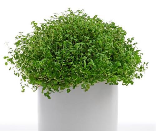 室内首饰品植物有哪些？如何选择适合室内摆放的植物？