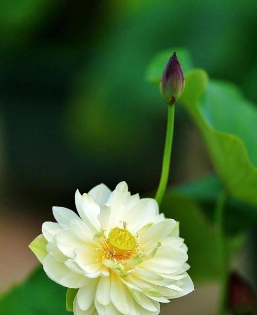 花满溪的寓意是什么？这种表达方式有何特殊含义？