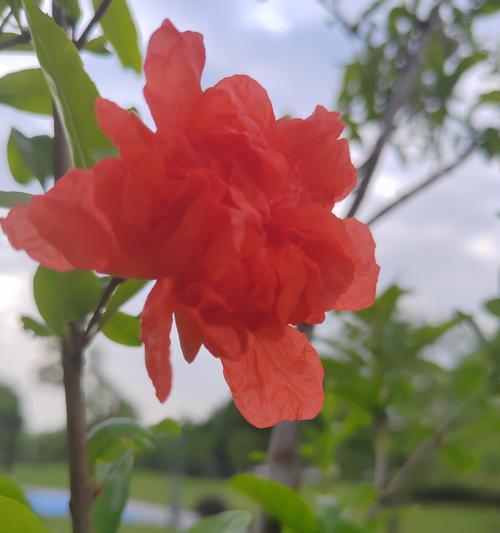 石榴的花语有哪些？它的含义是什么？