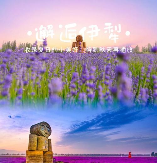 薰衣草的特性是什么？它有哪些独特的用途和好处？