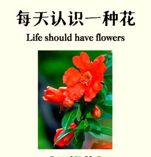石榴的花语有哪些？它的含义是什么？