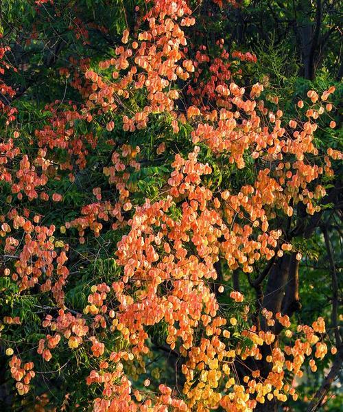 中秋节适合摆放哪些花卉？中秋花卉有哪些寓意？