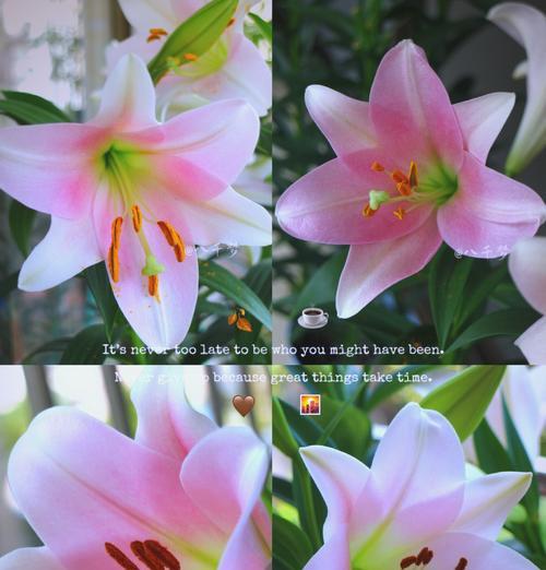 情人节闺蜜送百合花有何深意？