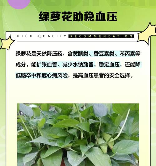 绿萝的花语有哪些？绿萝在花卉语言中通常代表什么？