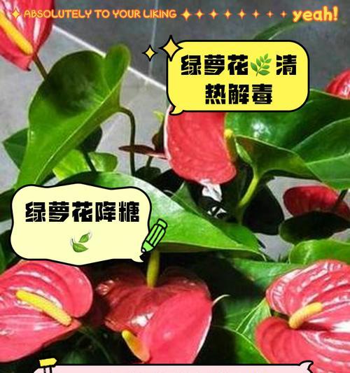 绿萝的花语有哪些？绿萝在花卉语言中通常代表什么？