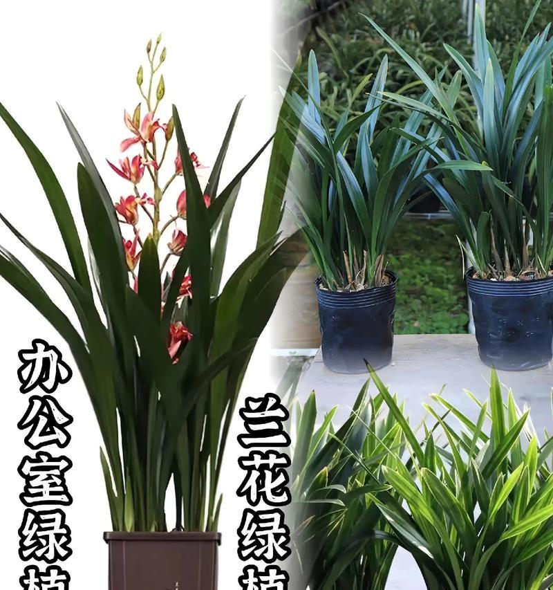 墨兰盆栽代表什么？如何养护墨兰盆栽？