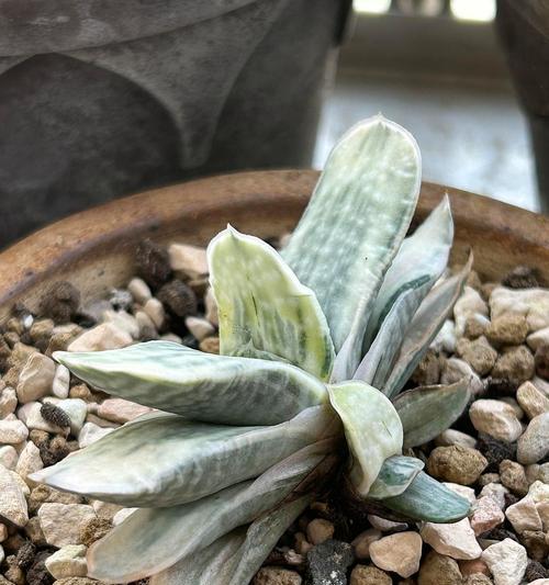 哪种原始植物被认为最无用？它的特性是什么？