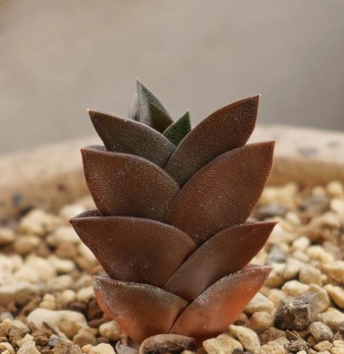 哪种原始植物被认为最无用？它的特性是什么？