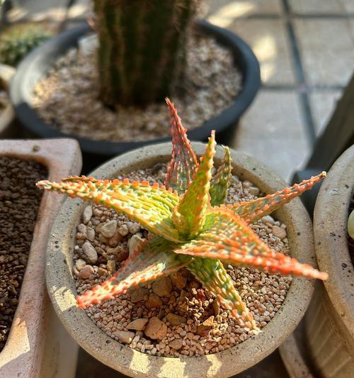哪种原始植物被认为最无用？它的特性是什么？