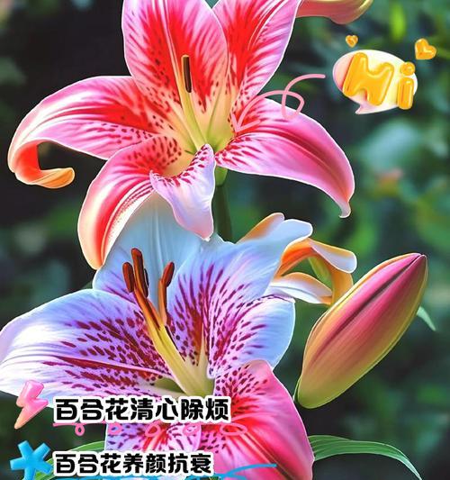 百合缀化有何特殊含义？百合花的不同形态代表了什么？
