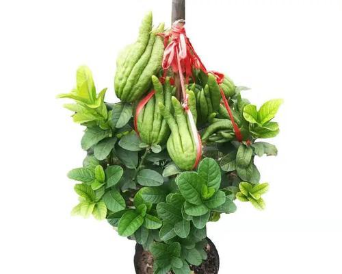家养佛手适合搭配哪些花卉？如何选择适合佛手的家居花卉？