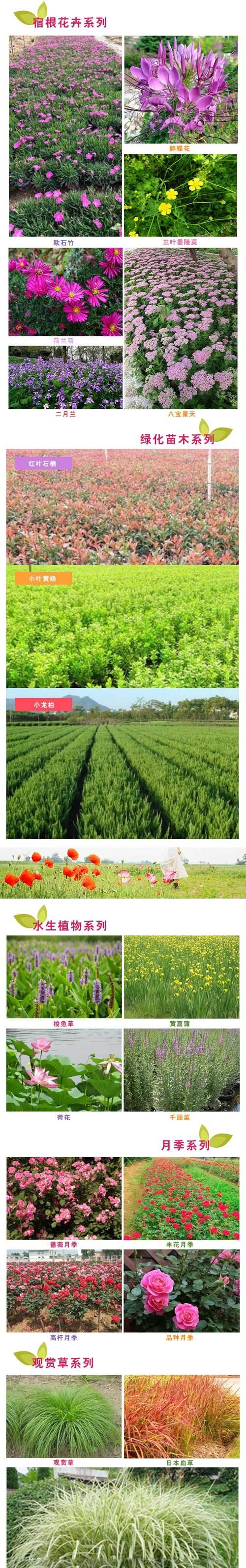 水上花卉种植技术要点有哪些？如何保持花卉健康？