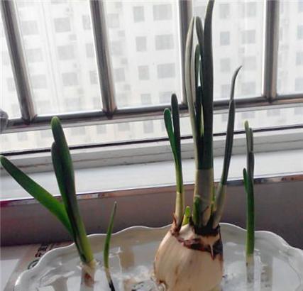 水上花卉种植技术要点有哪些？如何保持花卉健康？