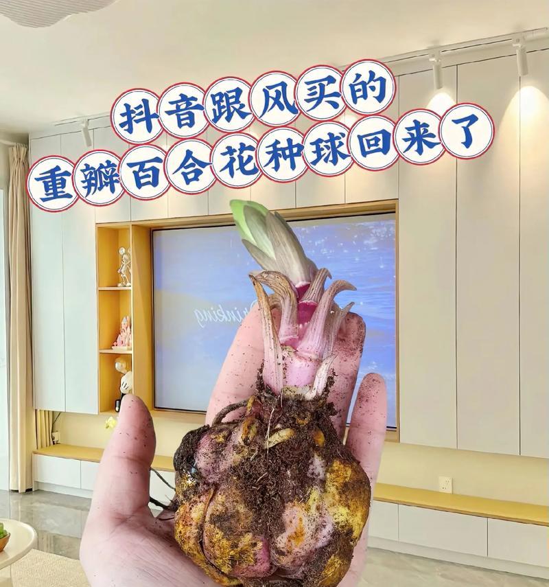 土培百合重瓣的种植技巧是什么？如何确保花开繁茂？