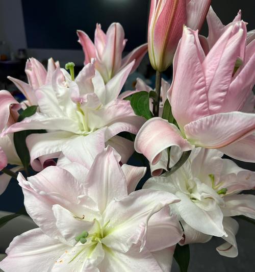 土培百合重瓣的种植技巧是什么？如何确保花开繁茂？