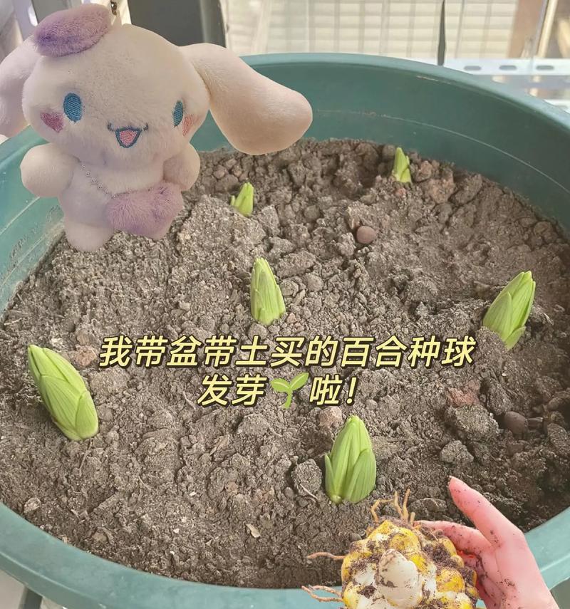 土培百合重瓣的种植技巧是什么？如何确保花开繁茂？