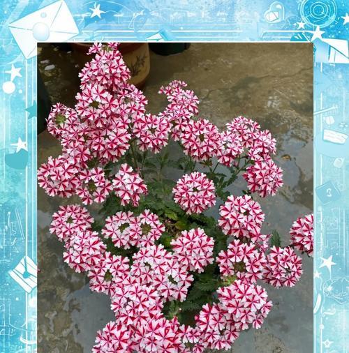 美女樱的花语代表什么含义？
