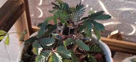 多天假期适合种植哪些植物？如何照料它们？