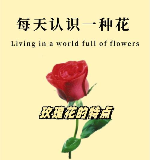 将玫瑰花放入信中有什么特别含义？这代表了什么情感？