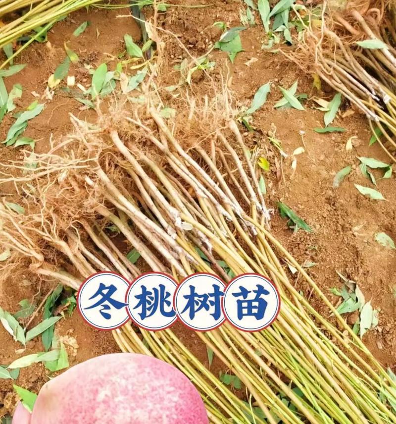 桃树秋天嫁接发芽了怎么办？如何处理嫁接后的桃树？
