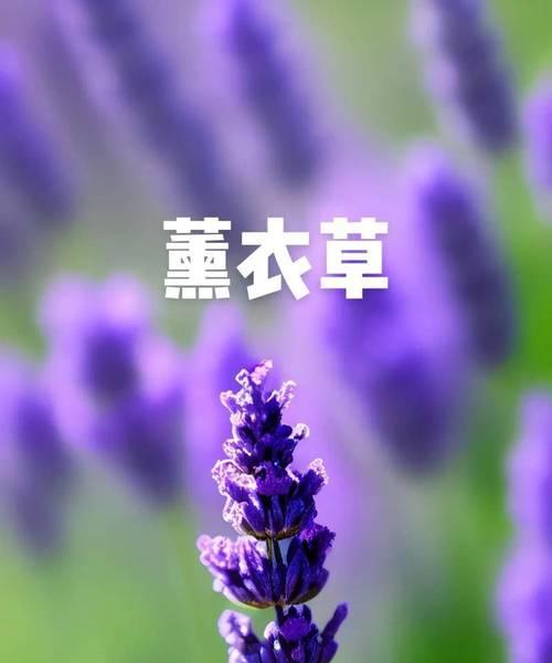 什么花的花语好？哪种花卉的寓意最受欢迎？
