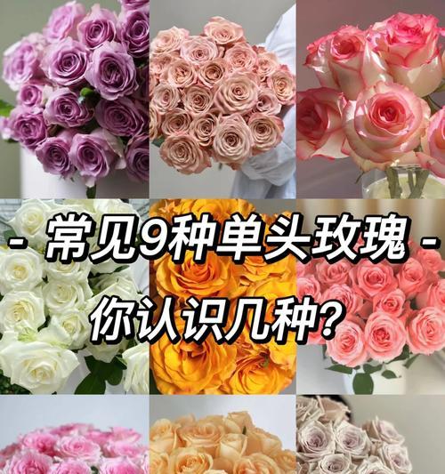送小九玫瑰花有何特别含义？它在表达情感时的作用是什么？