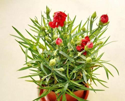深渊里的康乃馨：这是一种什么植物？